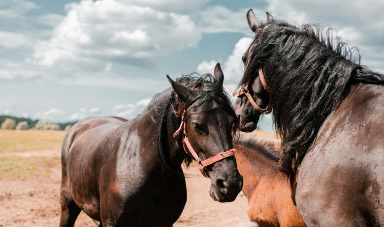 Premium & Standard haylage available